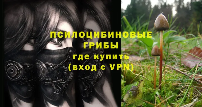 Галлюциногенные грибы Psilocybe  blacksprut как зайти  Биробиджан 